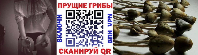 где купить   Кунгур  Псилоцибиновые грибы прущие грибы 